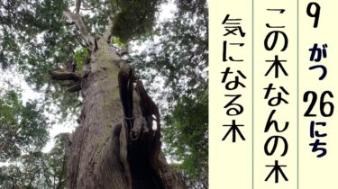 麻賀多神社に大杉を見に行く千葉ソロツーリング